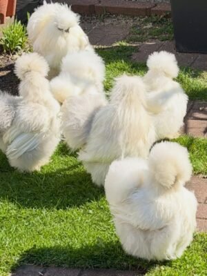 Silkie Chickens