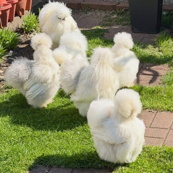 Silkie Chickens