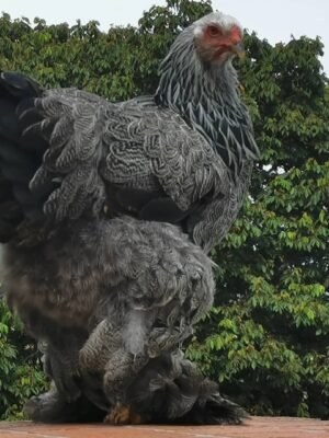 Brahma Chickens