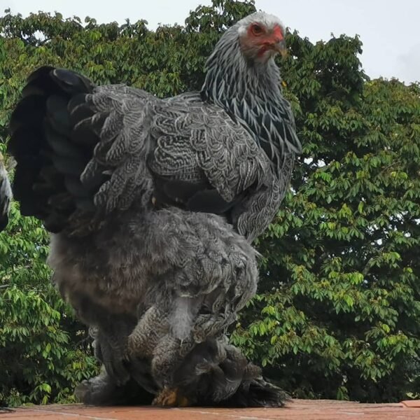 Brahma Chickens