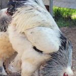Brahma Chickens
