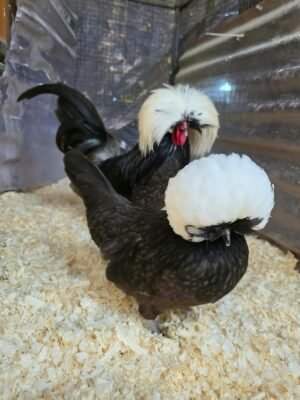 Polish Chickens