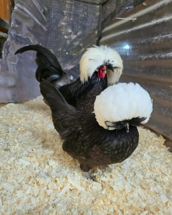 Polish Chickens