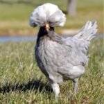 Polish Chickens