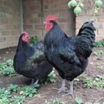 Jersey Giant Chickens