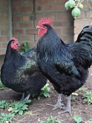 Jersey Giant Chickens