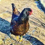 Barnevelder Chickens
