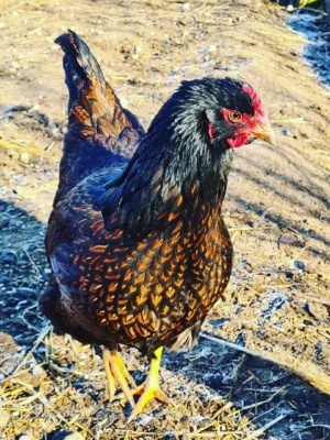 Barnevelder Chickens