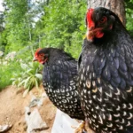 Barnevelder Chickens