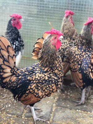 Sebright and Serama Chickens