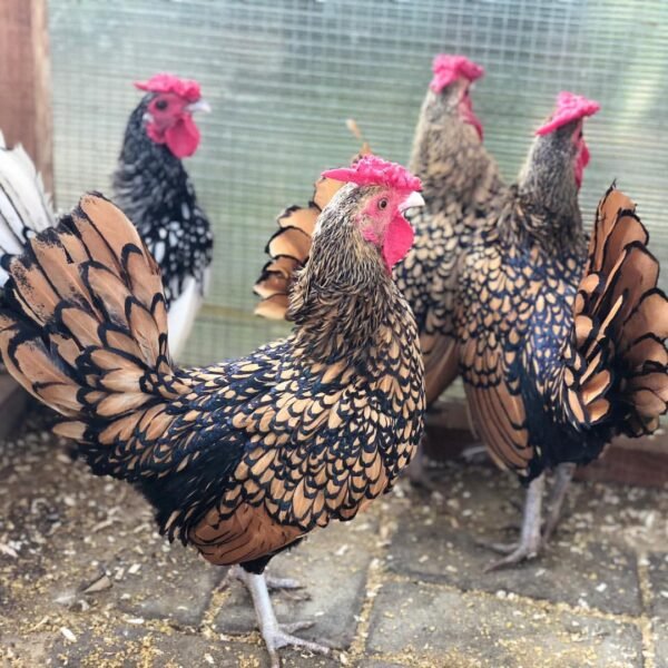 Sebright and Serama Chickens