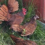 Sebright and Serama Chickens