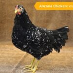 Ancona Chickens