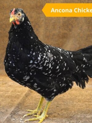 Ancona Chickens