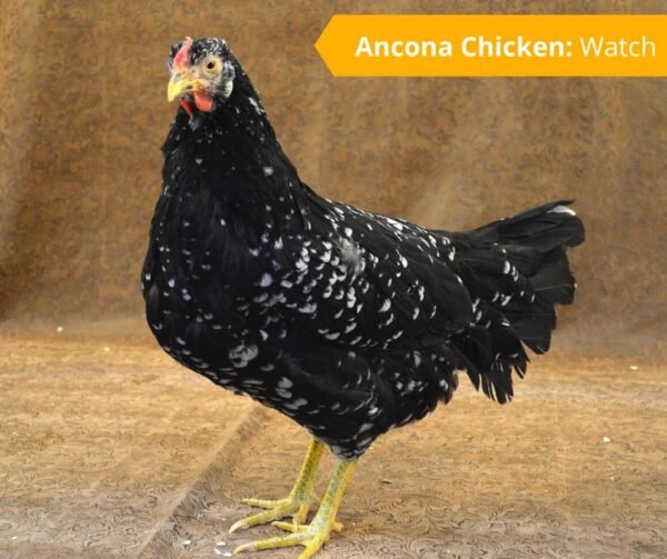 Ancona Chickens