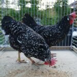 Ancona Chickens