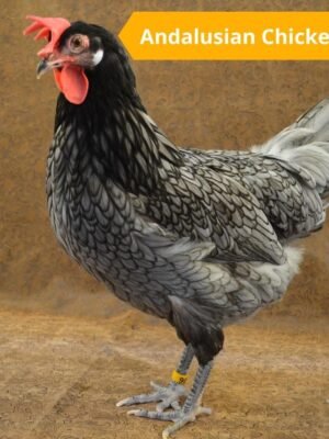 Andalusian Chickens