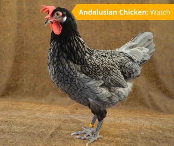 Andalusian Chickens