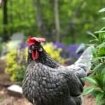 Andalusian Chickens