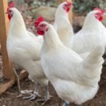 Bresse Chickens