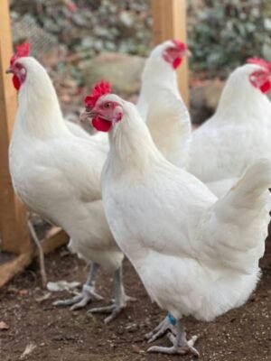 Bresse Chickens