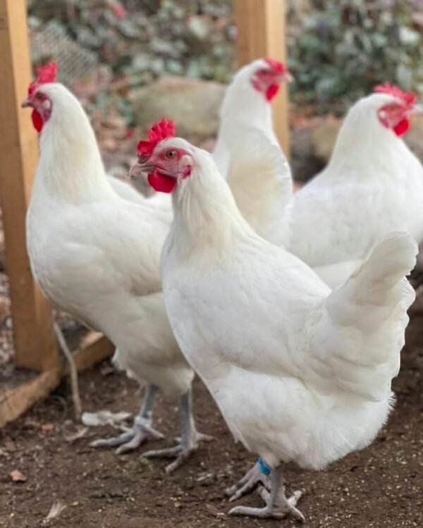 Bresse Chickens