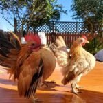 Buttercup Chickens