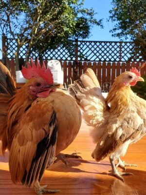 Buttercup Chickens