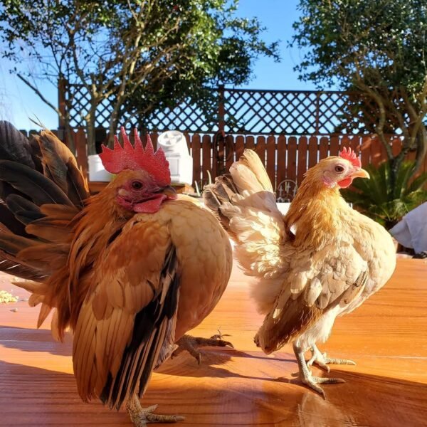IMG-20260919-WA0404 Buttercup Chickens