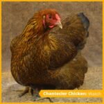 Buckeye Chickens
