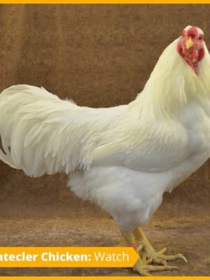 Chantecler Chickens