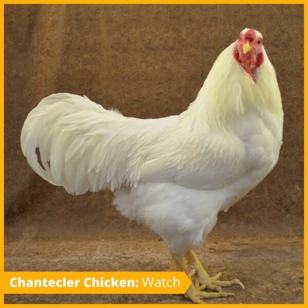 Chantecler Chickens