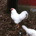 Chantecler Chickens