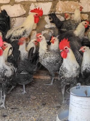 Egyptian Fayoumi Chickens