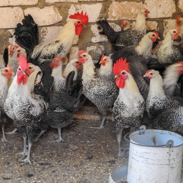 Egyptian Fayoumi Chickens