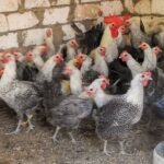 Egyptian Fayoumi Chickens