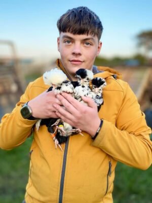 Houdan Chickens