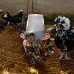 Houdan Chickens