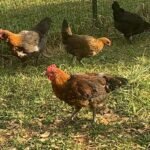 Penedesenca Chickens