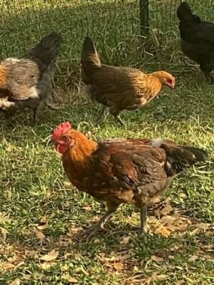 Penedesenca Chickens