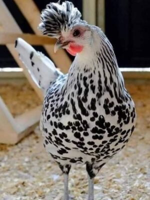 Appenzeller Spitzhauben Chickens