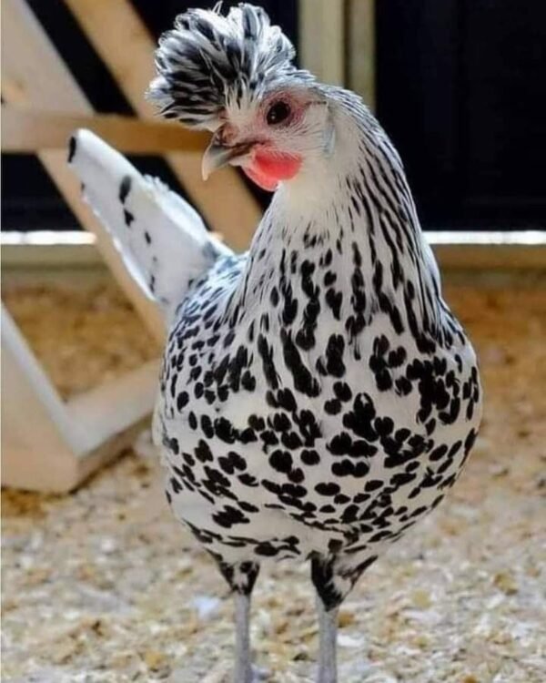 Appenzeller Spitzhauben Chickens