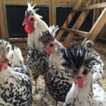 Appenzeller Spitzhauben Chickens