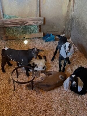 IMG-20260919-WA0435 Nubian Goats