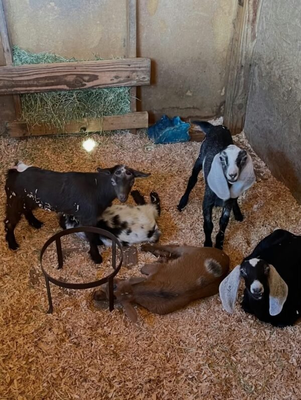 Nubian Goats