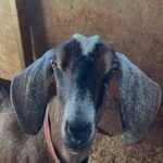 Nubian Goats for Sale