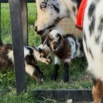 Nigerian Dwarf Goats for Sale