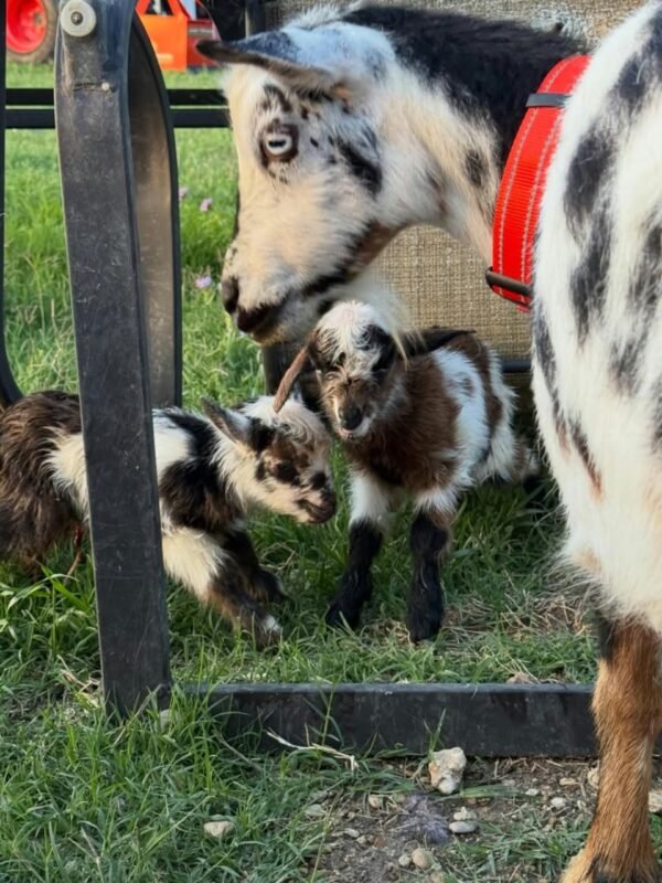 Nigerian Dwarf Goats for Sale
