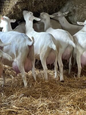 IMG-20260919-WA0452 Saanen Goats