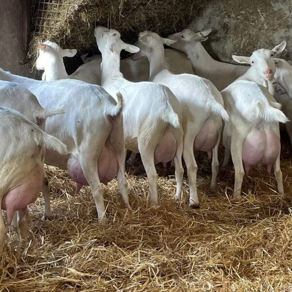 Saanen Goats